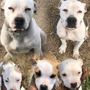 Meet your Posher, Jadel